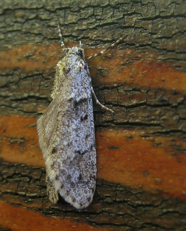 bruco: Diurnea fagella - Chimabachidae....dal Trentino